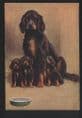 Dogs - Gordon Setter