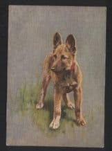 Alsation German shepherd   tobacco cigarette card postcard dogs