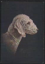 Cigarette card postcard Bedlington Terrier dog 1930's