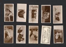 Cigarette cards Cute animal photo, cats dogs and more 1932