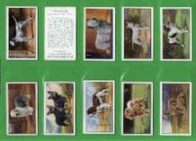 Cigarette cards Dogs 1936 by Gallaher set