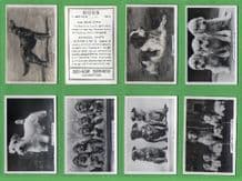 Cigarette cards Dogs 1939 different dog breeds photos