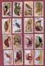 Cigarette cards set Animals & Birds of commercial, 1921