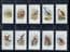 Cigarette cards set  Birds 1939, by  Carroll & Co.