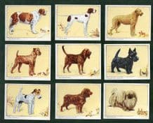 Cigarette cards set Dogs 1934 Alsatian, Terriers, Airedale, Bulldog, etc
