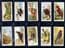 Cigarette cards set Foreign Birds  Penguin,Albatross ,Bald Eagle ,