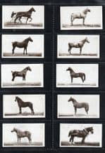 Cigarette cards Types of Horses 1926 set, Stallion, Pony, Shire,