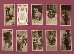 Cigarette cards Zoo Animals, Tigers,Gorilla,Orang-utan,Elephant, Leopard