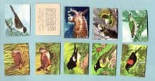 Cigarette/ trade cards Land Birds by Gregg Jelly kiwi Pipit Cuckoo Owl Tomtit