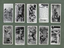 Collctable Cigarette cards set, Whipsnade Zoo, Polar Bear, Lion Tiger, Elephant,