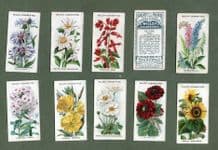 Collectable cigarette cards set Old English Garden Flowers 1920