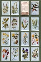 Collectable Cigarette cards set Plants of Commercial Value 1917,