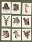 Collectable  cigarette cards Wild Animals Heads 1932, By john Players