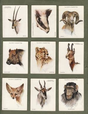 Collectable  cigarette cards Wild Animals Heads 1932, By john Players