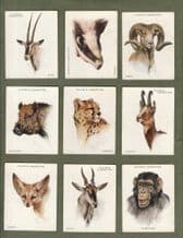 Collectable cigarette cards Wild Animals Heads 1932, By john Players