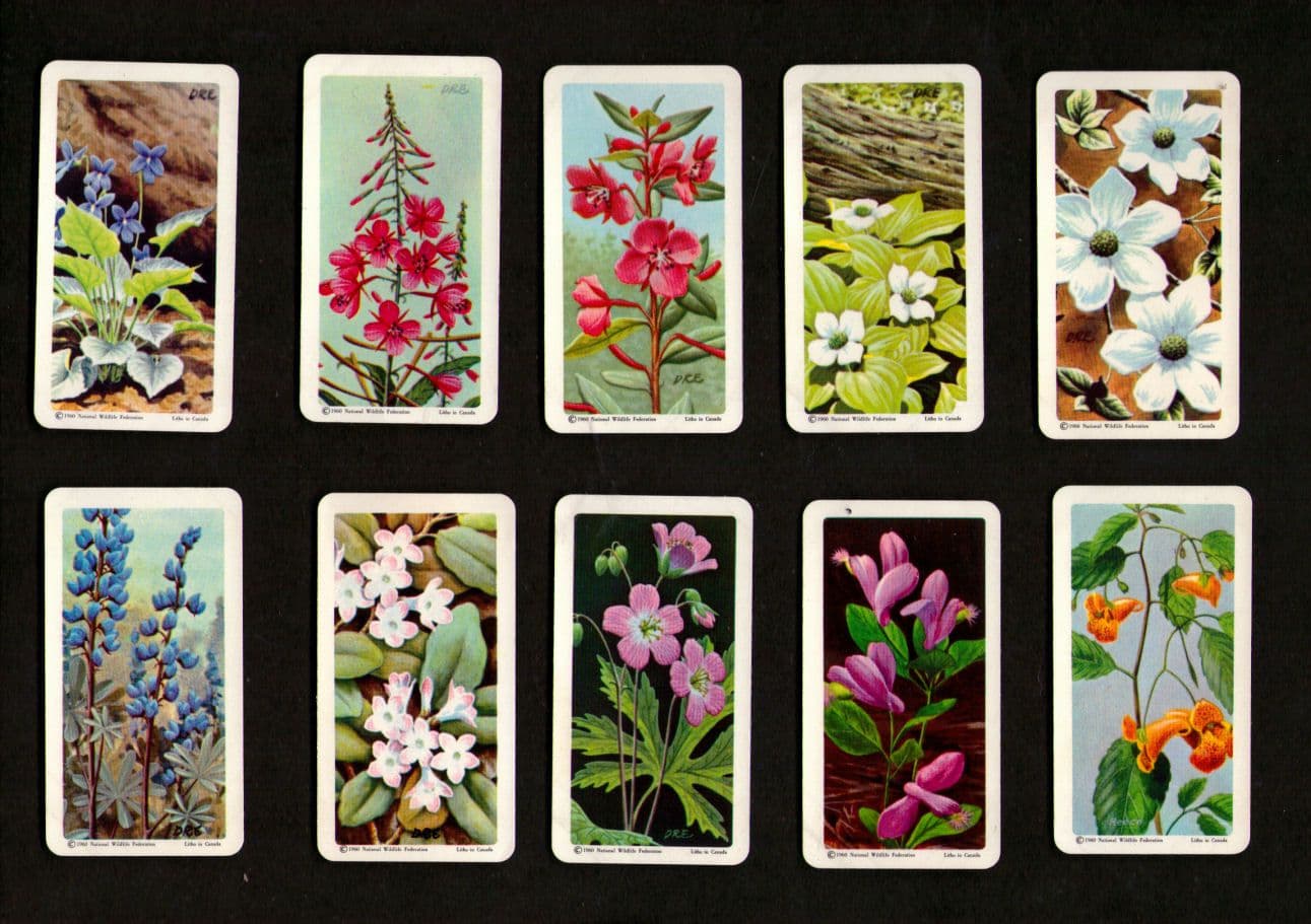 Collectable TRADE cards set Wild Flowers of North America 1961