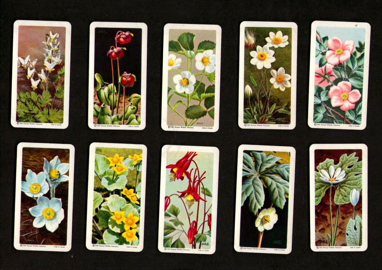 Collectable TRADE cards set Wild Flowers of North America 1961
