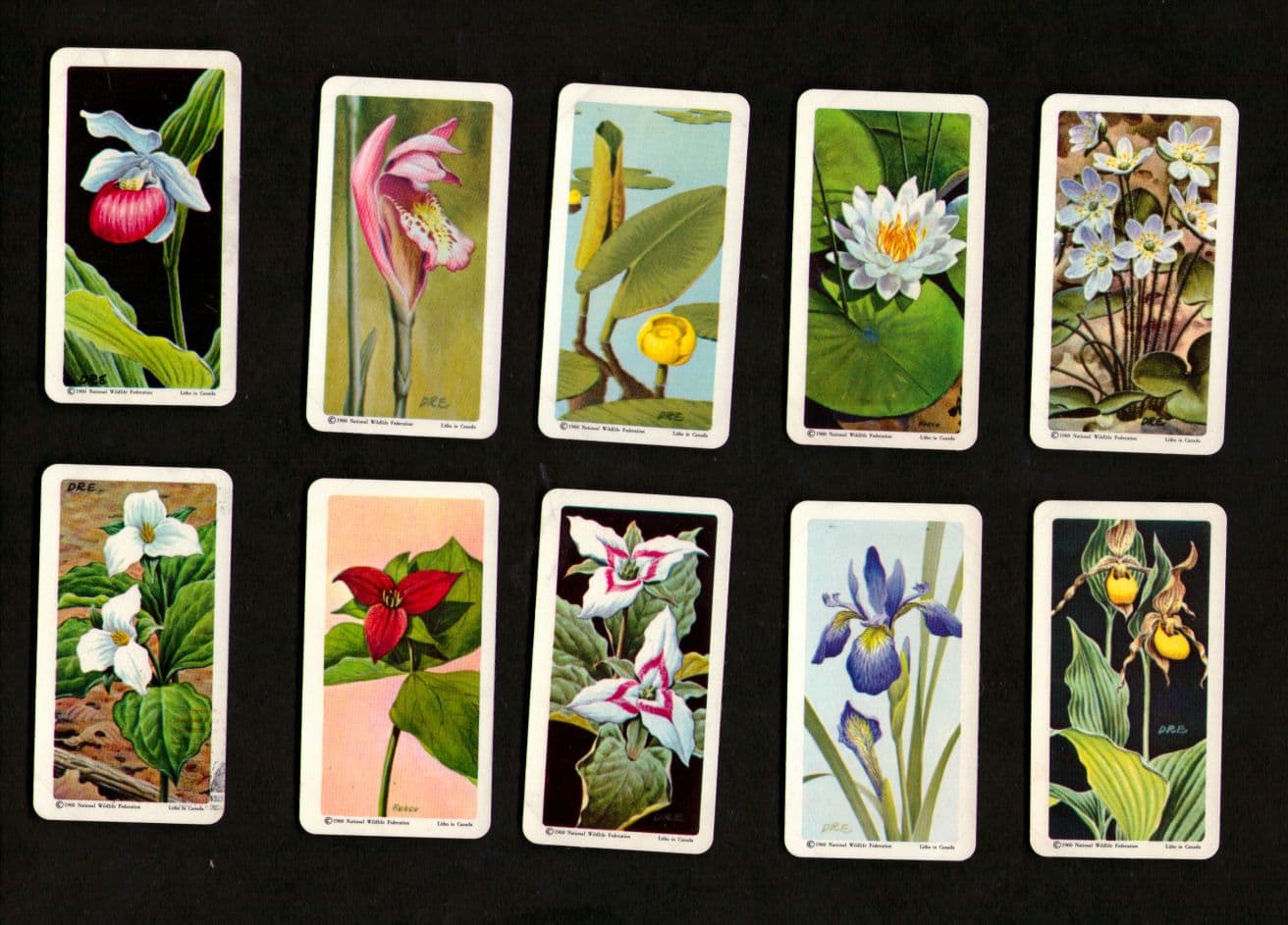 Collectable TRADE cards set Wild Flowers of North America 1961