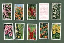 Collectible Cigarette card set Garden Flowers 1938 by Gallaher
