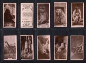 Collectible Cigarette cards Cute animal photo, Zoo animals 1929