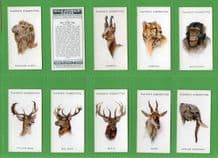 Collectible cigarette cards set Wild Animals Heads 1931 , Badger, Elephant ,ect
