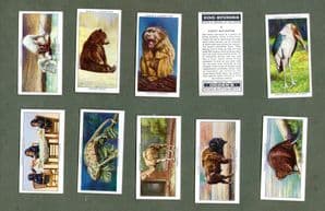 Collectible cigarette cards set Zoo Studies,Polar Bears,Elephants,, Lion,Flamingo