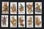 Collectible Siamese Tobacco cigarette cards set Siam Mythology