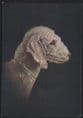 Dogs - Bedlington Terrier