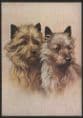 Dogs - Cairn Terrier