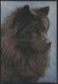 Dogs - Chow Chow