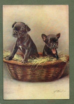 French Bulldog  tobacco cigarette card postcard dogs 1930's #011