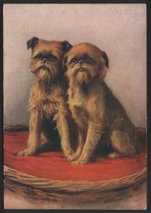Griffon Bruxellois tobacco cigarette card postcard dogs 1930's  #078