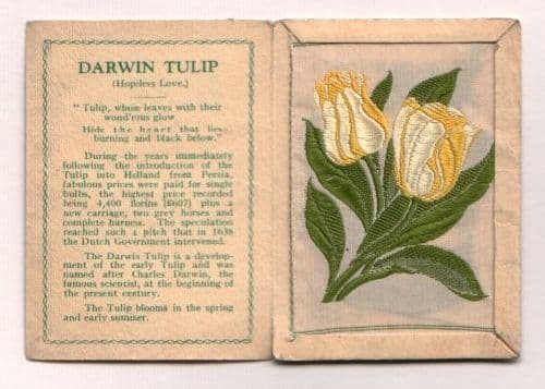 silk cigarette cards flowers OLD cigarette cards kensitas silk flowers Tulip 209