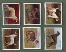 Tobacco cards set cigarette cards Dogs 1915