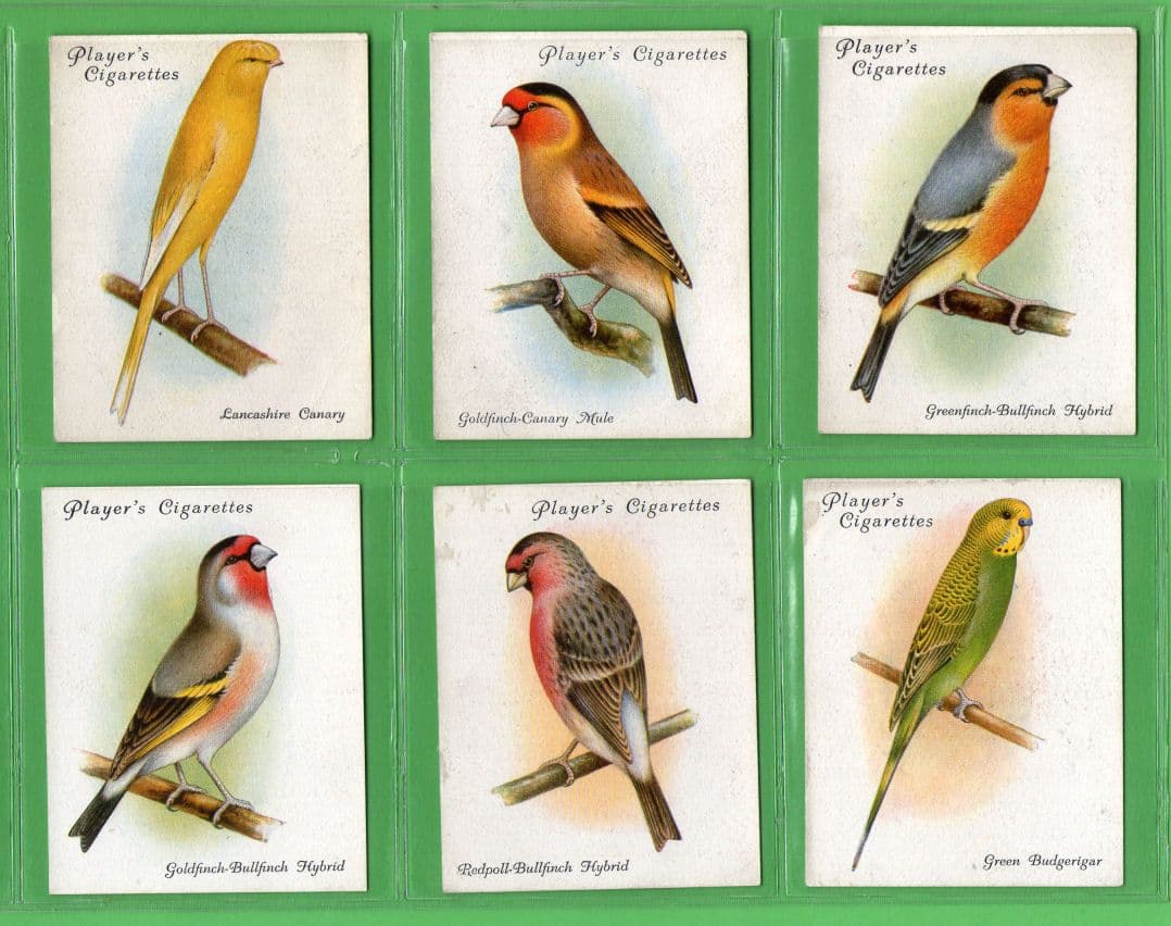 players cigarette cards birds Tobacco Cigarette cards Birds Parrots Budgerigar set