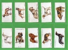 Tobacco Cigarette cards Dogs 1931 by Wardle