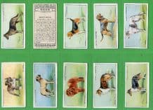 Tobacco cigarette cards Dogs 1937 nicely coloured