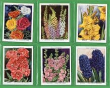 Tobacco cigarette cards Garden Flowers new Varieties