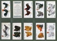 Tobacco cigarette cards Poultry , Chickens rare breeds