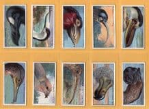 Tobacco cigarette cards Unusual Birds beaks set 1929
