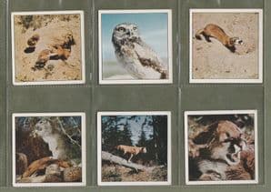 TRADE  cards set Disneyland true life Animal, Owls, Elephet ,Egale ,