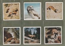 TRADE cards set Disneyland true life Animal, Owls, Elephet ,Egale ,
