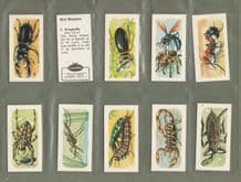 TRADE cards set Mini-Monsters ,Spiders, warps, caterpillars, beetles,