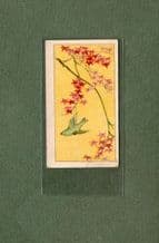 Vintage Chinese tobacco insert cigarette card CHINA RARE  #282