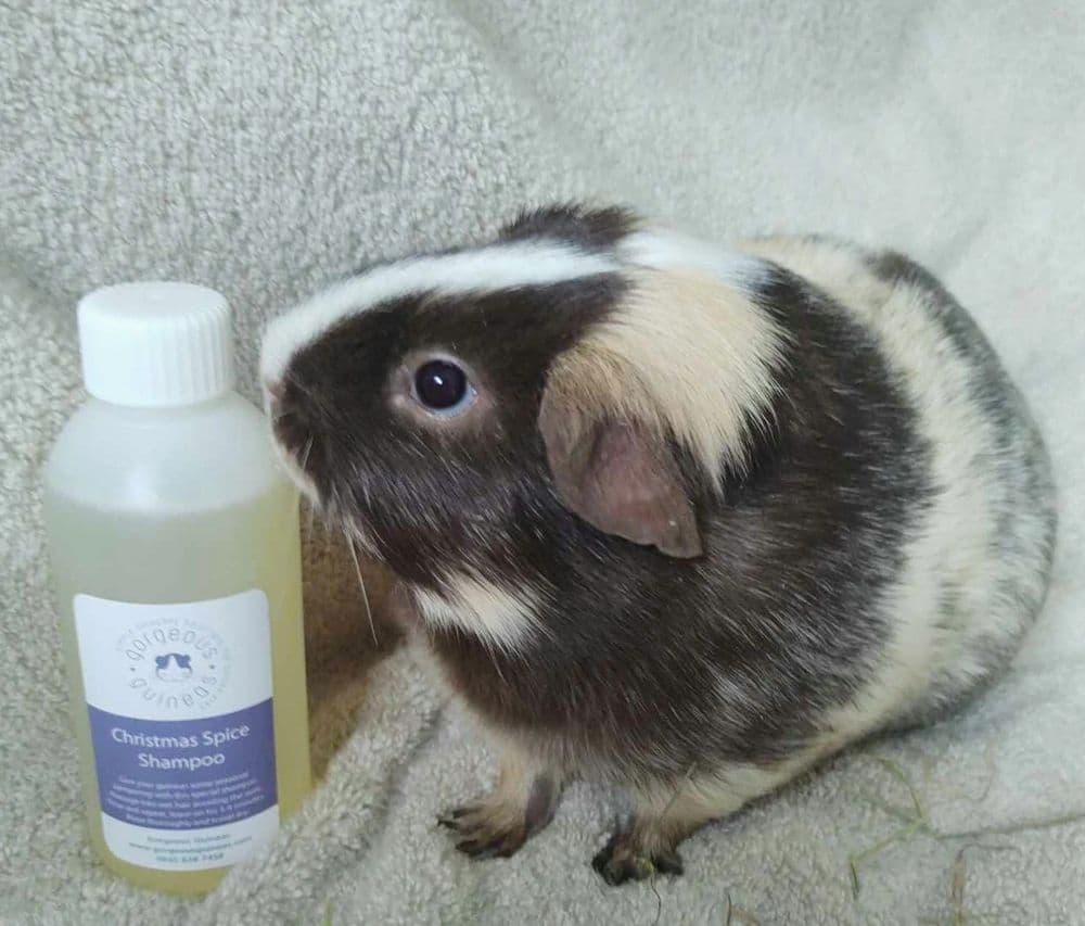 Guinea pig top shampoo with ivermectin