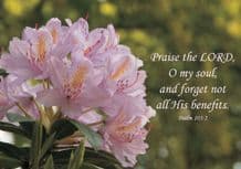 Praise the LORD Notecards - Pack of 10 (JCL69X)