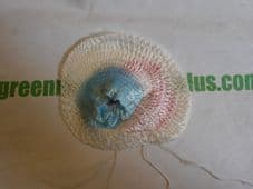 Vapalux 320D. Mantel.