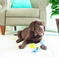 JW Puppy Connect