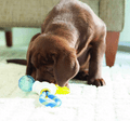 JW Puppy Connect
