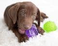 JW Puppy Snail Chew-ee